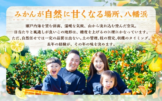【 さっぱり爽やかに楽しめる初夏の柑橘 】 ニューサマーオレンジ 約4kg オレンジ おれんじ 柑橘 柑橘系 柑橘類 みかん ミカン くだもの 果物 フルーツ 果実 果汁 果肉 国産 愛媛県産 【 2
