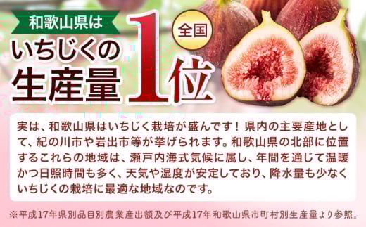 【先行予約】お試し小容量 完熟いちじく 約600g (300g×2パック) パック いちじく イチジク 無花果 JAわかやま 紀の里地域本部《2026年9月上旬-11月中旬頃出荷》 和歌山県 岩出市 