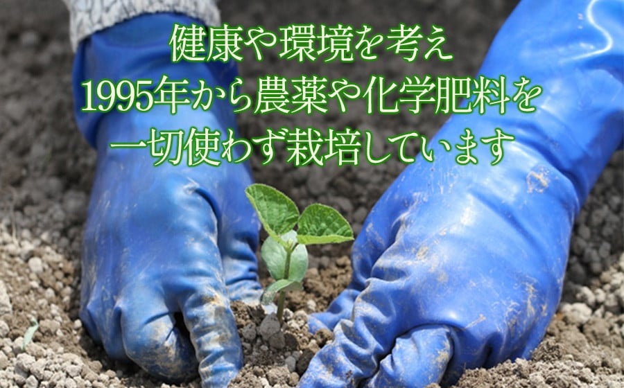 【令和7年産先行予約】本場鶴岡市白山産 冨樫藤左エ門のだだちゃ豆(早生甘露) 1.2kg (300g×4袋)　K-731