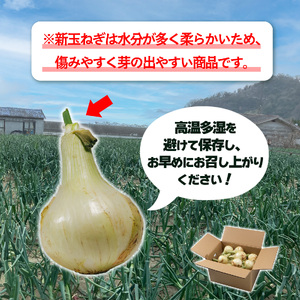 津和地新玉ねぎ 8kg【津和地ブランド玉ねぎ】愛媛 松山 ブランド玉ねぎ 津和地島 野菜 農家直送 期間限定【YMN003】