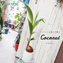 【ふるさと納税】ココナッツの実が可愛いヤシの木『ココヤシ』 糸島 / cocoha [AWB012] 33000円