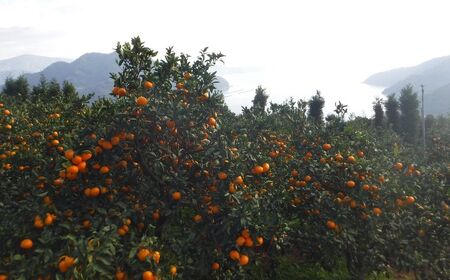 JAにしうわ みつる共選 「蜜る」4kg（2S～2L）※離島への配送不可（2025年11月中旬より順次発送予定）【 柑橘 ミカン みかん 蜜る 生果 】 IKTBC004