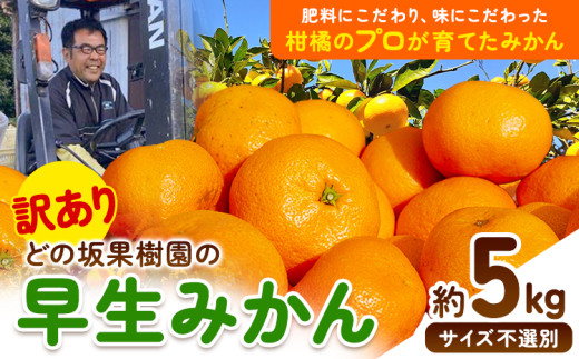 ＜先行予約＞訳あり 早生 みかん 5kg ( サイズおまかせ ) どの坂果樹園《12月上旬-1月末頃出荷》 和歌山県 日高川町 みかん ご家庭用 期間限定 フルーツ 旬 柑橘 サイズ 不選別 ミカン ５キロ 訳ありみかん わけありみかん 早生みかん