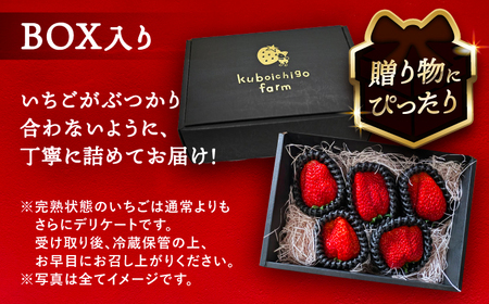 【先行予約】 ＼毎年12月より順次発送／ 〈大玉〉 やよい姫　5粒?6粒程度 果物 いちご フルーツ 愛西市 / くぼ苺農園 【配達不可：北海道・沖縄・離島】[AECJ015]