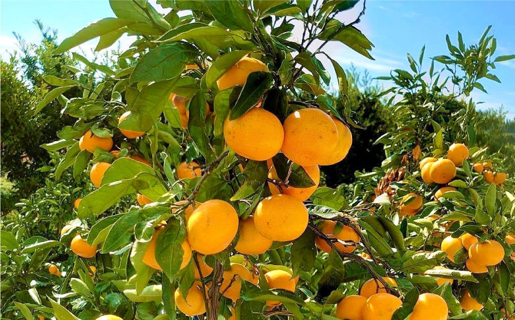 長崎県産 晩生温州みかん 3S～Sサイズ 5kg 小みかん ／ 果物 フルーツ 柑橘 蜜柑 ミカン 温州みかん 晩生 青島 大津 国産 大将農園 長崎県 長崎市 【2026年1月上旬～2月下旬迄発送予