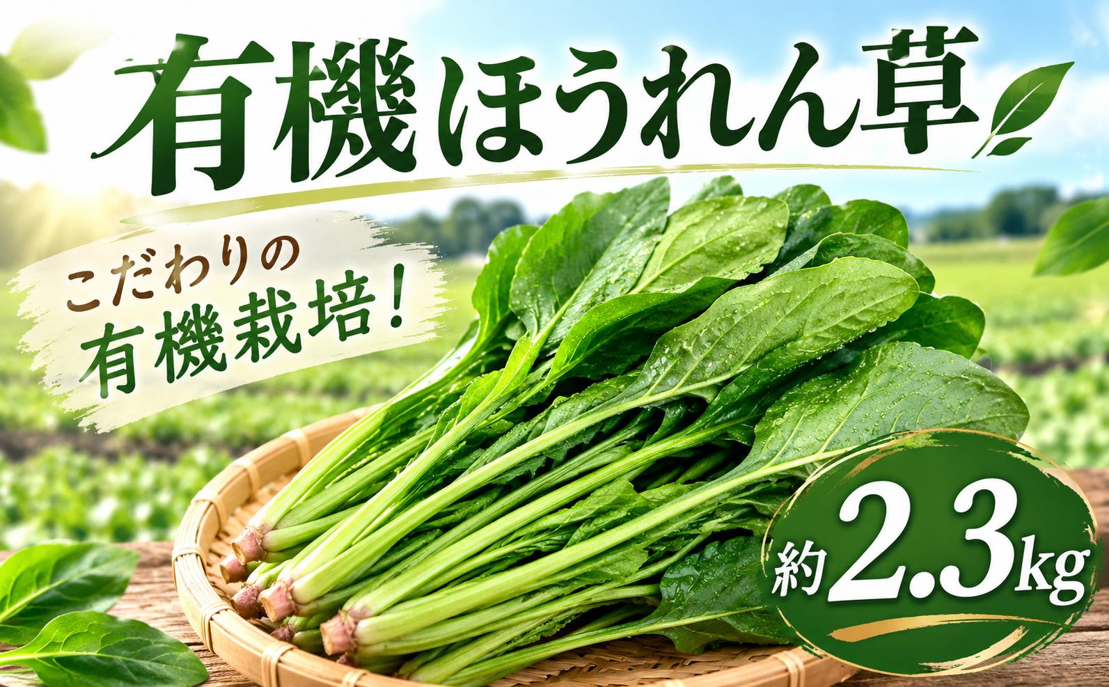 
                  ほうれん草 有機栽培 約 2.3kg 【先行予約】有機JAS 有機JAS認証 有機JAS 認証 ほうれんそう ゆうきさいばい ホウレンソウ ホウレン草 やさい おすすめ 人気 国産 野菜 JAS ゆうき 冬野菜 有機 栽培 千葉県産 千葉 関東 飯田農園 千葉県 香取市 IIN002
                