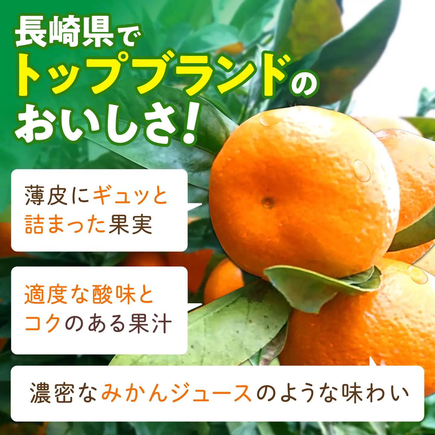 【2回定期便】伊木力温州みかん5kg (ご家庭用、箱入り) / 伊木力 温州みかん みかん ミカン 蜜柑 佐瀬 諫早 多良見 長崎 / 末永果樹園[AHBD010]