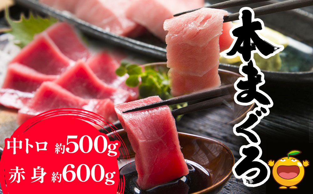 本マグロ まぐろ 中トロ 約500g・赤身 約600gセット 鮪 海鮮丼 刺し身 刺身 盛り合わせ 冷凍 魚の刺身 大分県産 九州産 津久見市 熨斗対応【tsu000309】