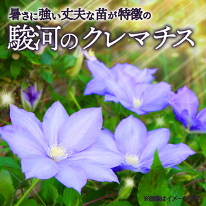 花苗 クレマチス 大輪咲き 4鉢 花苗 ギフト ガーデニング