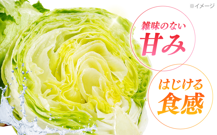 【2026年12月〜発送】レタス 約4kg（6〜7玉）/ れたす 野菜 やさい / 南島原市 / 株式会社松尾青果 [SGU006]