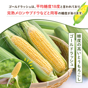 とうもろこし ゴールドラッシュ(15本) 国産 旬 野菜 青果 トウモロコシ 期間限定【笹原正樹】akn094-01