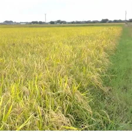 【令和7年産】初霜(源種)5分づき5kg　(栽培期間中農薬・化学肥料不使用)【1721465】