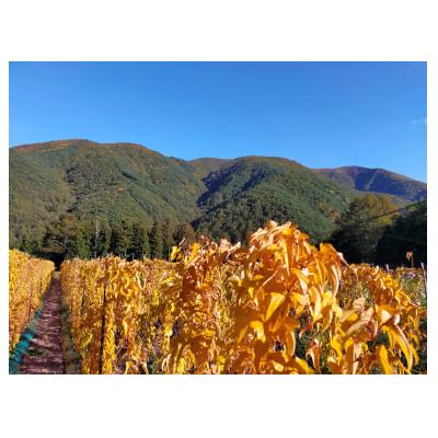 ふるさと納税 朝日村 贈答用長芋1本(1.0〜1.3kg程度) |  | 03