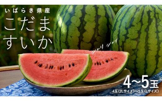 こだますいか 4～5玉 小玉すいか 小玉 スイカ 西瓜 果物 フルーツ 茨城 農家直送 産地直送 [BQ015sa]