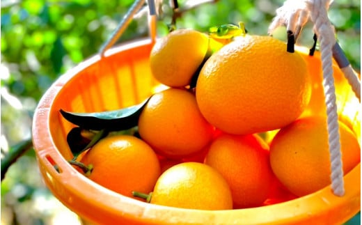 【先行予約】【12/31まで】紅八朔1kgとドライフルーツのセット ※1月下旬以降順次発送予定※ / 和歌山県 八朔 はっさく フルーツ 果物 柑橘 田辺市 イチジク いちじく 無花果 【nak028】