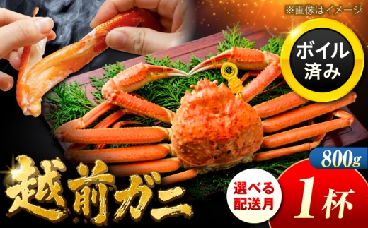 【先行予約/11月7日より順次発送】越前がに 800ｇ×1杯 小浜市 / まるほ商店 【配送不可地域：北海道・沖縄・離島】[BFCS024-11]