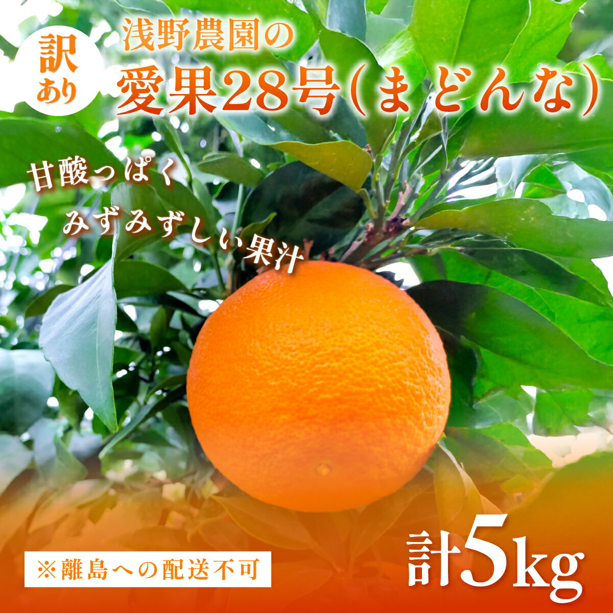 【ふるさと納税】【先行予約】【数量限定】浅野農園の愛果28号（まどんな）訳あり5kg ※離島への配送不可（2025年12月中旬～2026年1月中旬頃に順次発送予定） 【 ふるさと納税 人気 おすすめ ランキング 柑橘 みかん 果物 有名 代表 高級 愛媛県 伊方町 送料無料 】 IKTAC026