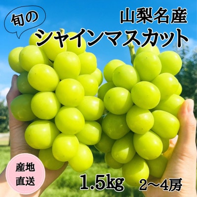 ◆2026年年発送◆産地直送 山梨名産!旬のシャインマスカット 2〜4房(約1.5kg)【配送不可地域：離島】【1640710】
