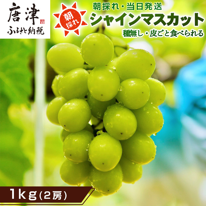 『先行予約』【令和7年9月中旬より順次発送】シャインマスカット1kg 2房 葡萄 ぶどう 果物 フルーツ スイーツ