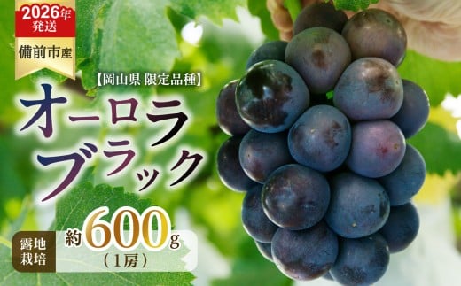 【2026年発送分　先行受付開始！】びぜん葡萄「オーロラブラック」（露地栽培）1房入（令和8年8月中旬～9月中旬頃発送）【 岡山県備前市産 オーロラブラック 露地栽培 1房 約600ｇ前後 】