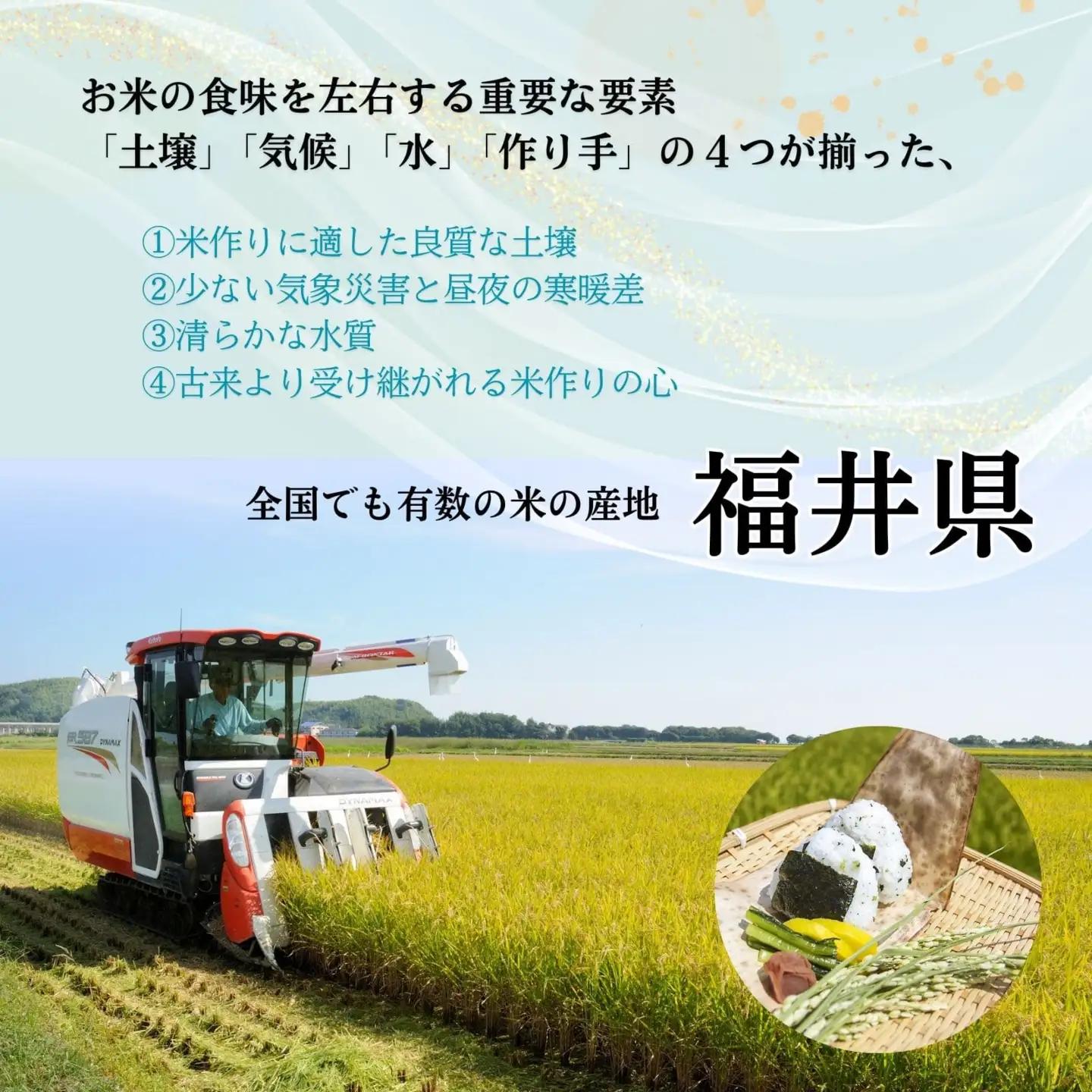 福井県産いちほまれ 米 5kg [B-187002] / いちほまれ