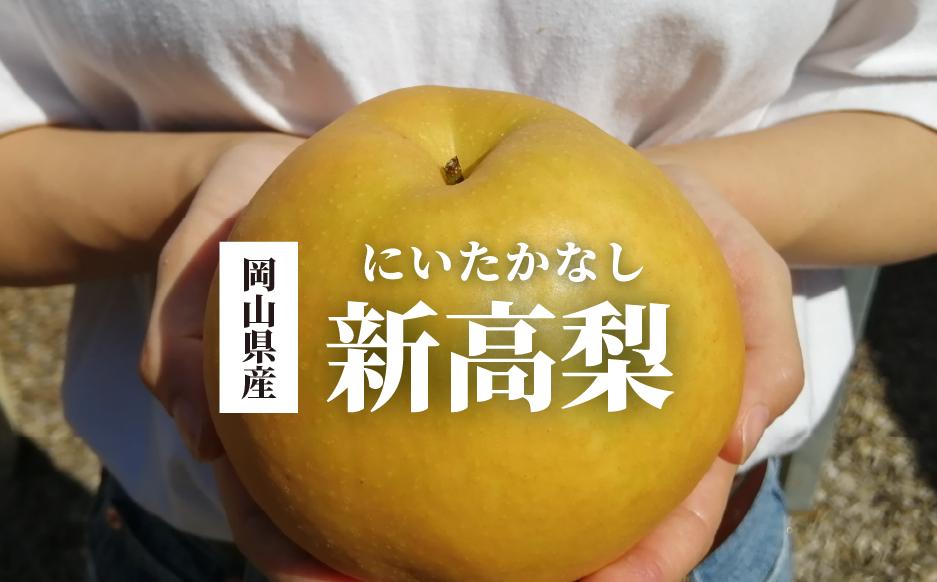 
            【2026年先行予約】新高梨 ご家庭用 3-6玉 (岡山県産)【KF-C020-01】
          