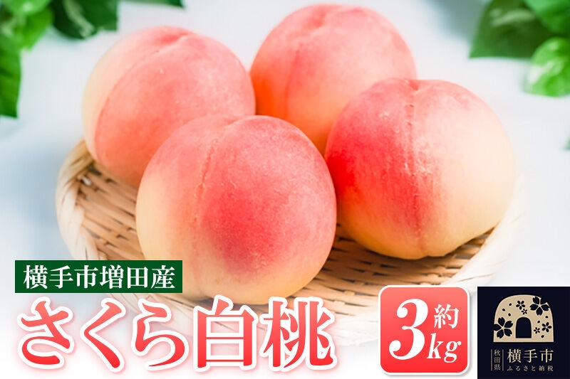 
                  【先行受付】9月中旬より発送 横手市増田産の桃（さくら白桃）約3kg [先行予約 もも モモ 白桃 はくとう 果物 フルーツ 横手産 秋田産 秋田県産 大玉]
                
