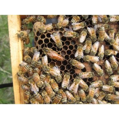 ふるさと納税 横浜町 【青森県産】澤谷養蜂園　自家採取国産はちみつギフトBセット(アカシア・とち　420g各1本) |  | 03