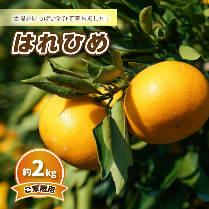 【ふるさと納税】 【先行予約】みかん 【2025年12月中旬発送予定】はれひめ (家庭用) 約2kg | 予約販売 みかん 柑橘 はれひめ 早期予約 蜜柑 みかん 愛媛県 松山市
