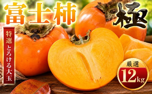【先行受付】【年内発送!】肉厚濃蜜 富士柿12kg愛媛県産【H49-106】ふるさと納税 柿 かき 富士柿 フルーツ カキ 果物  2.5kg 3.5kg 6kg 12kg 愛媛県 八幡浜市【1741179】 YWTZ099