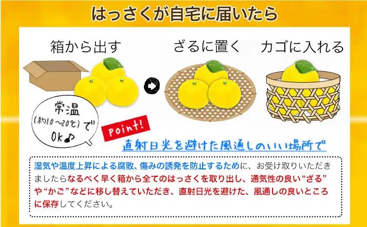 訳あり はっさく八朔 約9kg