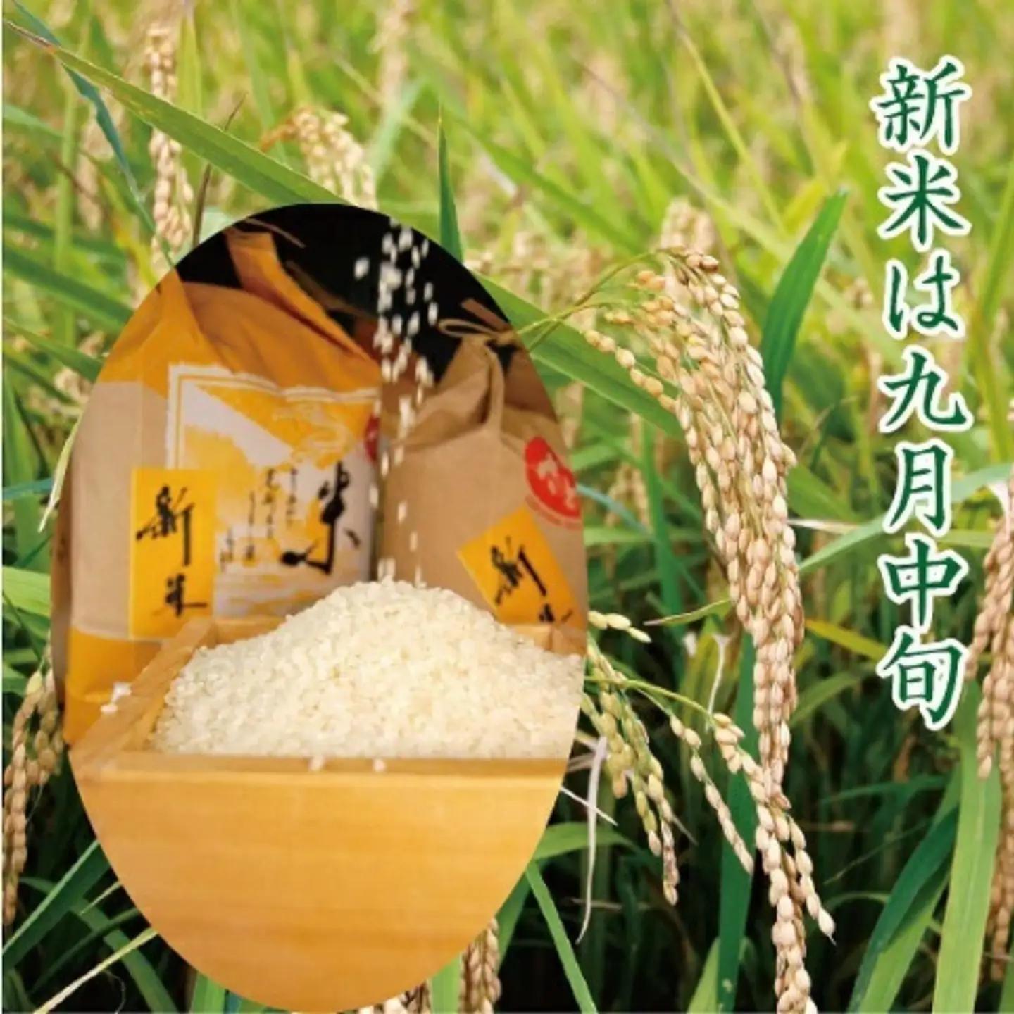 【定期便6回】三瀬村産「コシヒカリ」5kg×2袋 お米 精米：C195-007