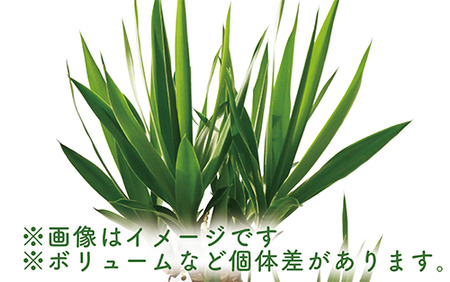 2025年3月上旬～発送【観葉植物】ユッカ・エレファンティペス70cm～90cm(鎌ヶ迫園芸場/014-1490) 南国鹿児島県で育った 観葉植物！植物 鉢付 インテリア 室内 オフィス おしゃれ プ