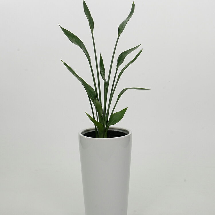 【ふるさと納税】 観葉植物 ストレリチアユンケア 陶器鉢付 ホワイト 10.5cmL 1個 [三浦園芸 愛知県 岡崎市 ok23bzw830013] 植物 ガーデン おしゃれ DIY オフィス 玄関 インテリア