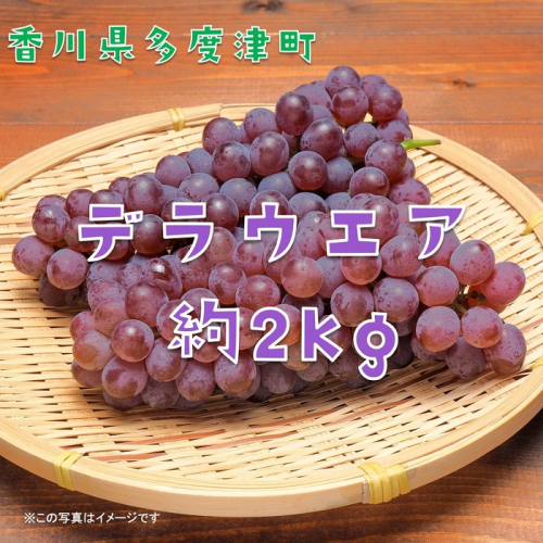 多度津町白方特産　デラウェアぶどう【令和7年上月中旬より発送！予約受付中】【B-20】