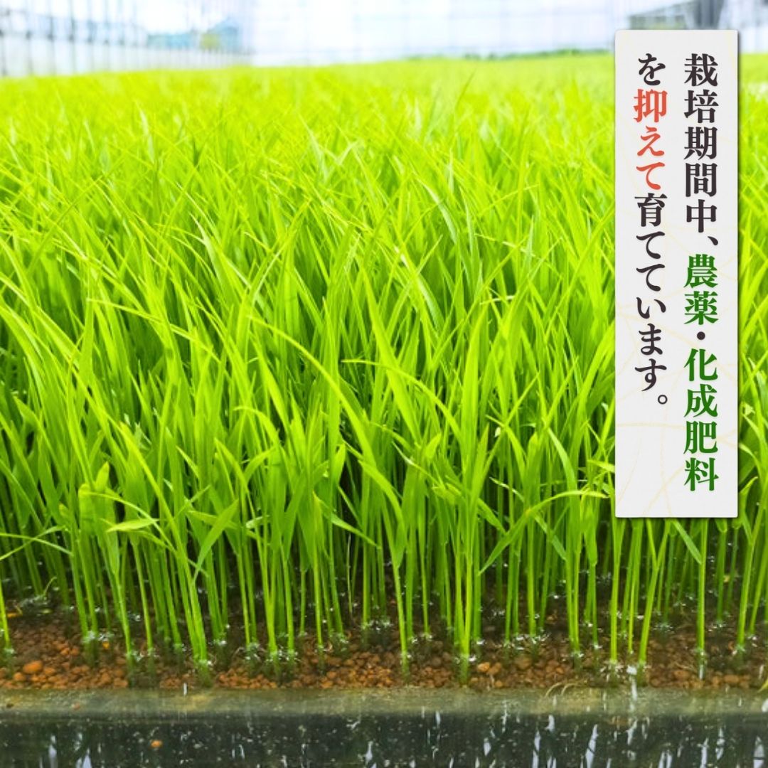 新潟県弥彦村石井農園 令和7年産コシヒカリ＜玄米 10kg＞ | 新潟県 弥彦村