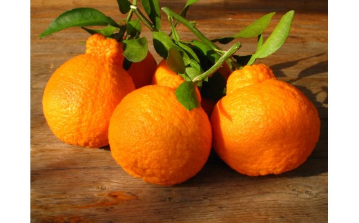 
                  ※先行予約・2026年3月下旬発送開始予定※ 不知火 2Lサイズ 20玉 約5kg 秀品
                