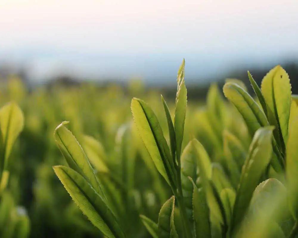 紅茶 宝箱の有機和紅茶 島根県松江市/有限会社宝箱[ALBI004] 紅茶 紅茶
