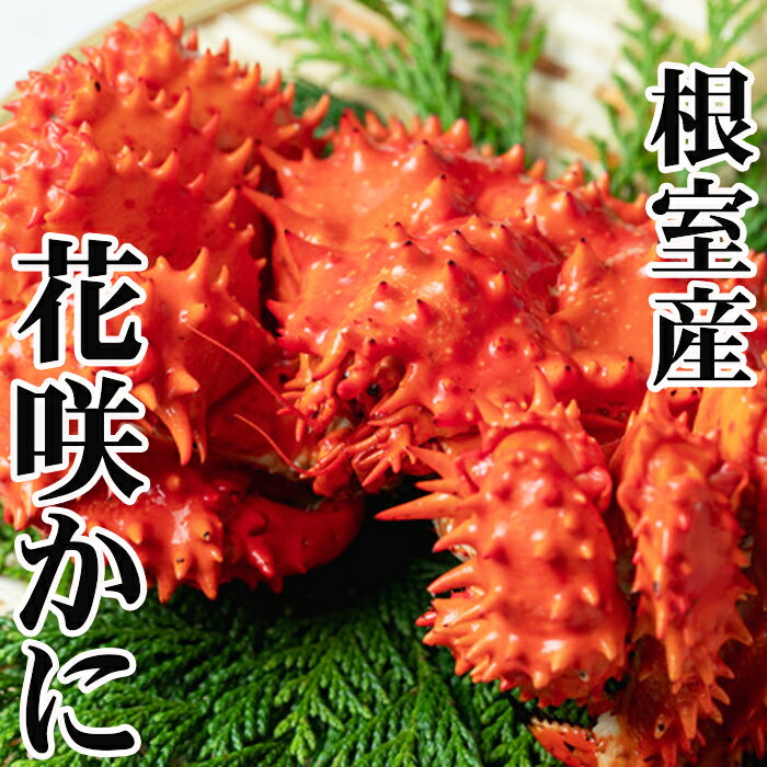 【ふるさと納税】 [北海道根室産] 花咲かに300g前後〜450g前後×4尾 花咲がに 花咲 花咲ガニ 花咲蟹 かに カニ 蟹 お取り寄せ グルメ 海鮮 ボイル 茹で蟹 茹でがに 茹でガニ 北海道 根室市 ふるさと納税 A-76031