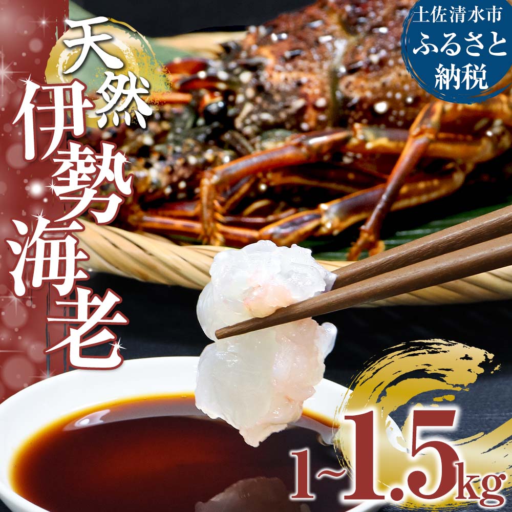 【ふるさと納税】天然伊勢海老1～1.5kg（サイズ・匹数おまかせ）甲殻類 エビ アウトドア キャンプ 海鮮BBQ えび エビ 伊勢えび イセエビ 刺身 お刺身 鍋 お味噌汁 グラタン 海鮮 魚介類 海の幸 故郷納税 高知県 土佐清水市 送料無料 高知【R00625】