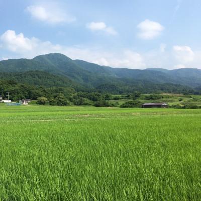 ふるさと納税 佐渡市 【毎月定期便】佐渡産こしひかり 5kg(精米)全12回 |  | 01