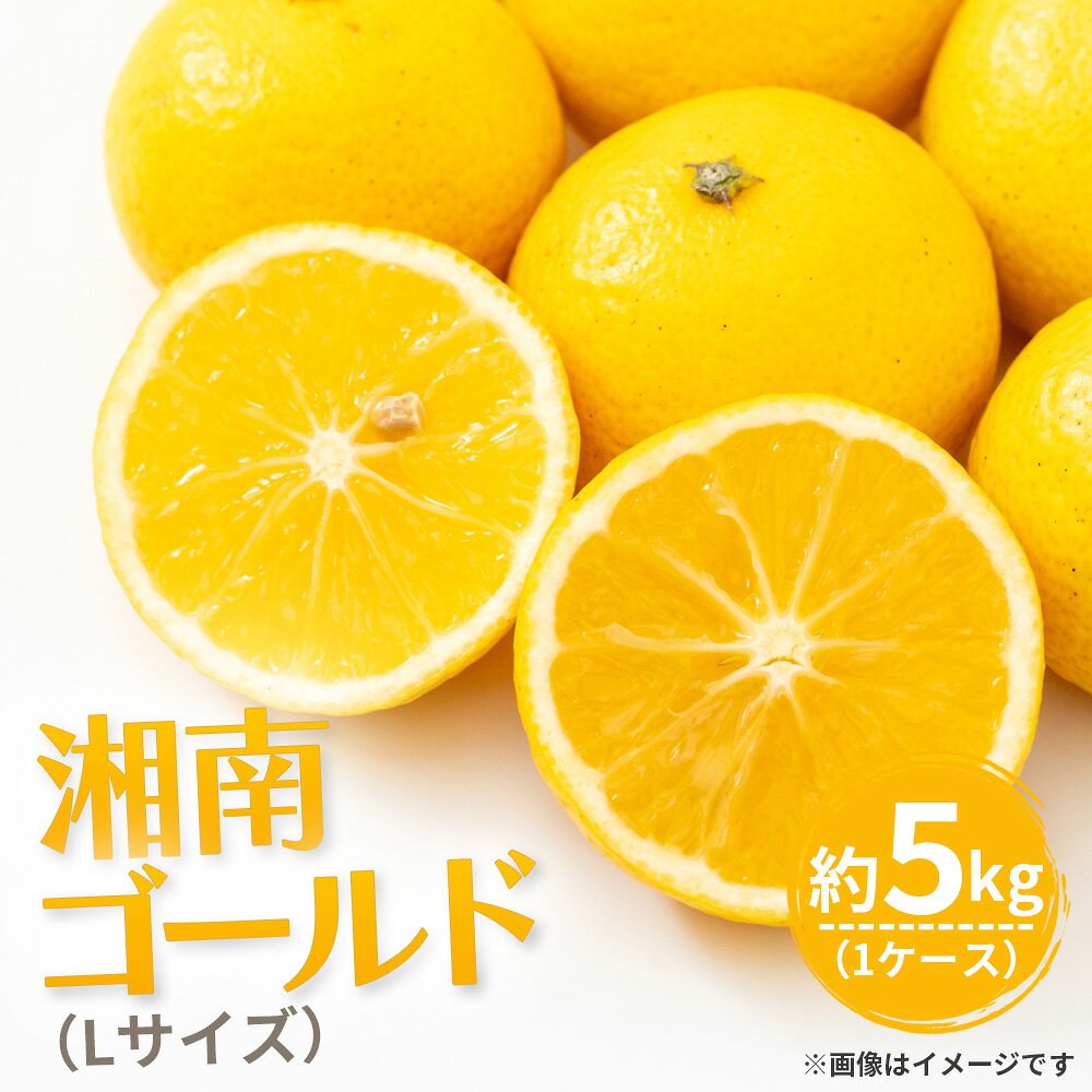 【ふるさと納税】 湘南ゴールド（Lサイズ） ／ 湘南ゴールド 柑橘 オレンジ 国産フルーツ 甘酸っぱい 爽やか 香り豊か ジューシー 果汁 フルーツ 果物 旬の果物 No.118