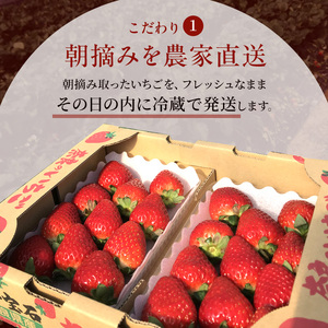先行予約 いちご 奈良県産 古都華 約540g 270g×2パック 今西さん家の奈良いちご 冷蔵配送 ことか フルーツ 果物 旬 糖度 産地直送 農家直送 お取り寄せ おやつ デザート 苺 冷蔵  奈
