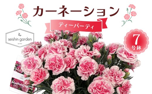 【2026年5月10日母の日】贈答用カーネーション ティーパーティ7号鉢  2026年5月5日から順次発送 母の日 花 フラワー 鉢植 植物 贈り物 プレゼント ギフト 埼玉県 本庄市 F5K-597