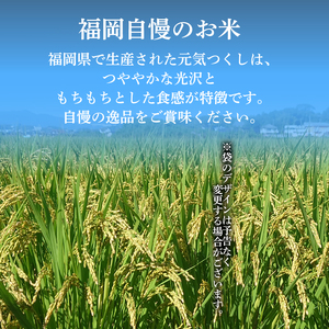 元気つくし 10kg 精米 (福岡県認定地域資源) 米 10kg 人気 ブランド米 福岡県産米 産地直送 お米 おこめ こめ ゴハン メシ 飯 夕ご飯 美味しいご飯 米 白米 ライス ごはん 防災 備
