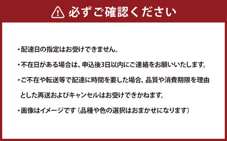 ミディ胡蝶蘭 4寸鉢 2本立 1鉢《品種や色の選択はおまかせ》