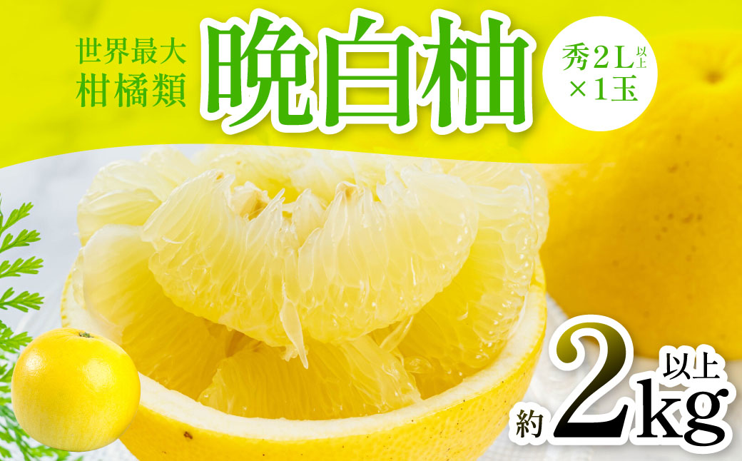【先行予約】 晩白柚（秀2L以上×1玉）約2kg以上 柑橘 果物 フルーツ 熊本県産 ばんぺいゆ フルーツ 柑橘 特産品【2025年12月上旬より順次発送】