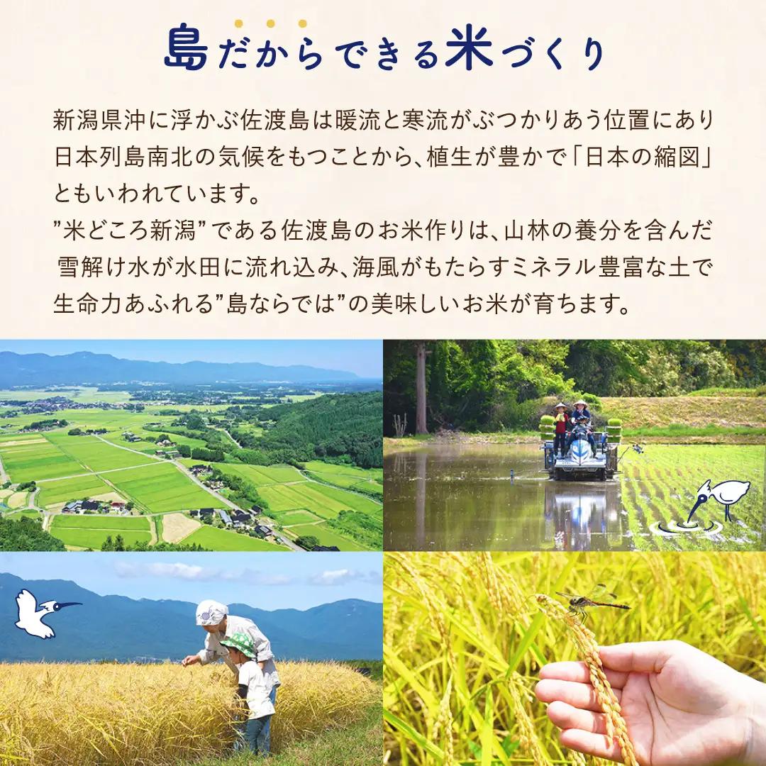佐渡島産コシヒカリ 白米 15kg 令和8年産 特別栽培米 土屋農園 195962-031502