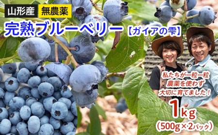 山形産 無農薬 完熟ブルーベリー【ガイアの雫】1kg(500g×2パック) 【令和7年産先行予約】FU22-309 くだもの 果物 フルーツ 山形 山形県 山形市 2025年産