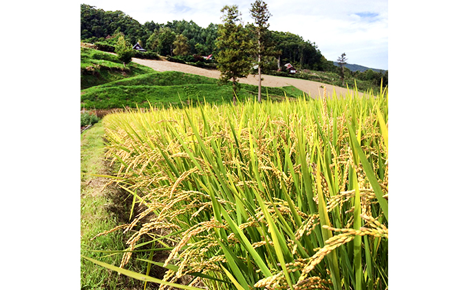 定期便 3ヶ月 北海道産 ゆめぴりか 5kg  2袋 計10kg 9月下旬よりお届け 財田米 米 精米 北海道米 ご飯 ごはん ブランド米 国産米 白米 ギフト お取り寄せ 産地直送 宮内農園 送料無